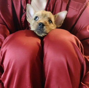 Twiceモモの愛犬が可愛い 名前や犬種は Twiceの宿舎で飼ってる エンスタグラム 音楽 芸能情報サイト