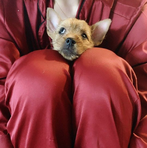 Twiceモモの愛犬ブーが可愛すぎる ブーの可愛すぎる画像集 エンスタグラム 音楽 芸能情報サイト